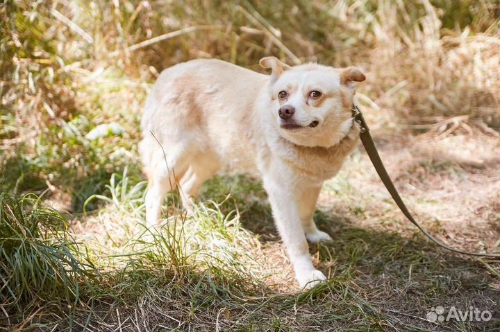 В супердобрые руки собака Тефтелька
