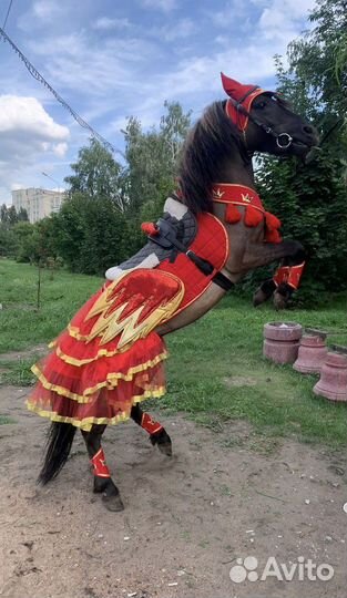 Лошади и пони на праздник