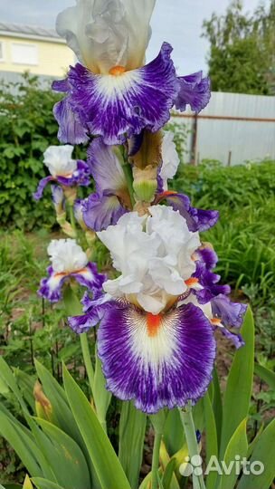 Ирисы сортовые