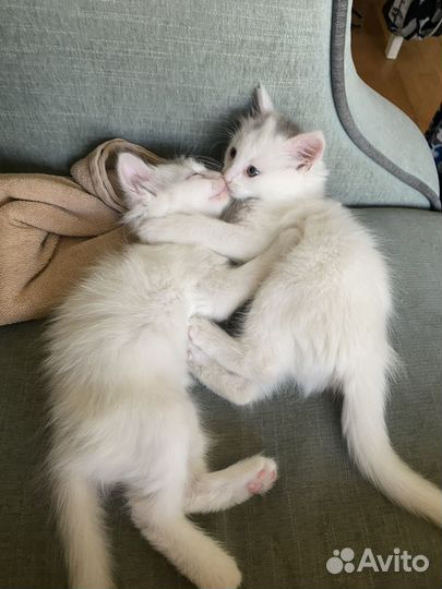 Котики в добрые руки