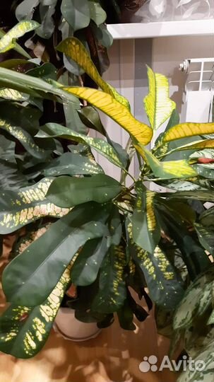 Очень красивый цветок