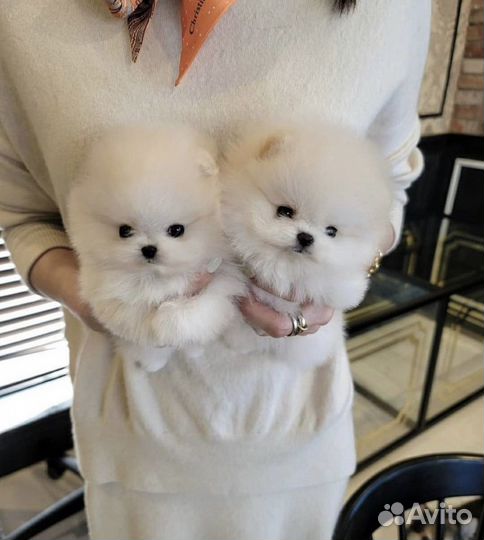 Супер мишки с доставкой на дом