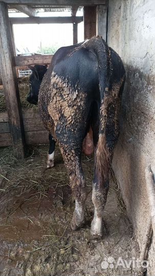 Продам Бычков и телята