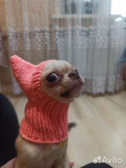 Шапка для мелких пород собак/кошек