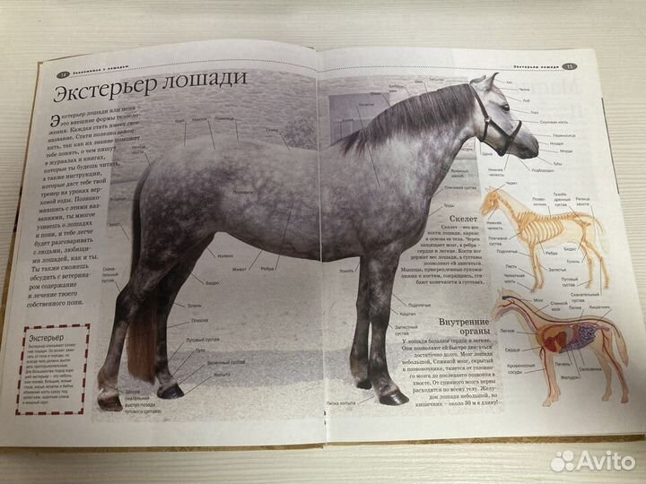 Книга Лошади и пони. Иллюстрированная энциклопедия