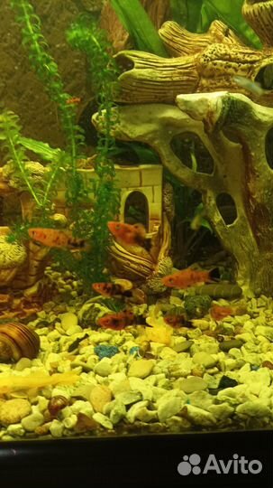 Аквариумные рыбки меченосцы