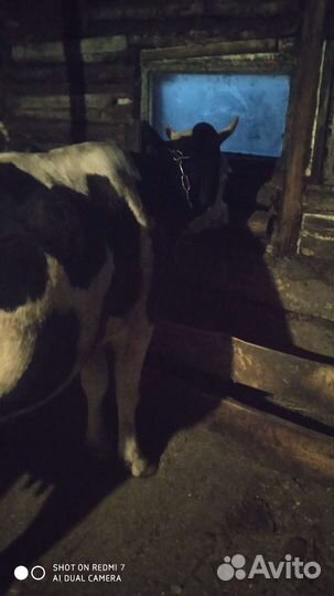 Две дойные коровы +доильный аппарат