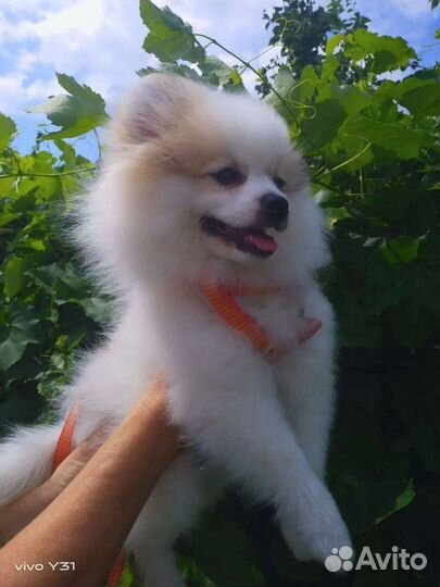 Немецкий шпиц