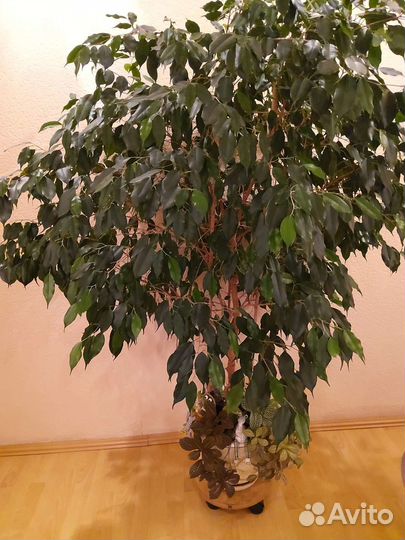 Фикус бенджамина