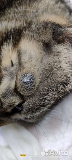 Вызов ветеринара на дом