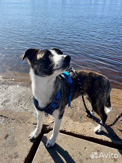 Красавчик щенок в добрые руки