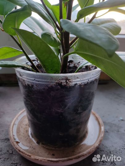 Фикус макломе