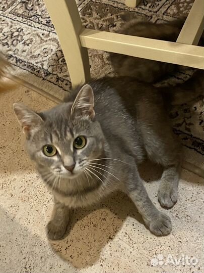 Кошка в дар