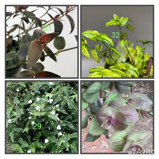 Традесканции