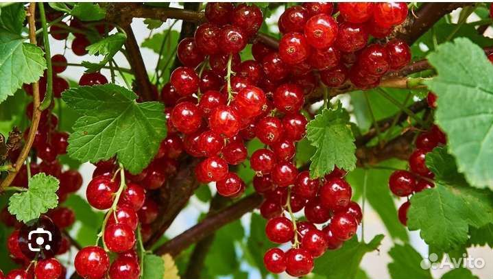 Красная смородина