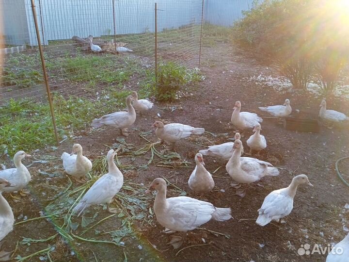 Индоутки тяжелой линии