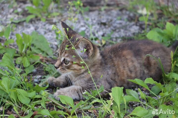 Отдам котят в добрые руки