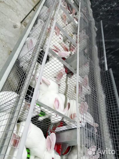 Кролики Hycole для разведения потомства