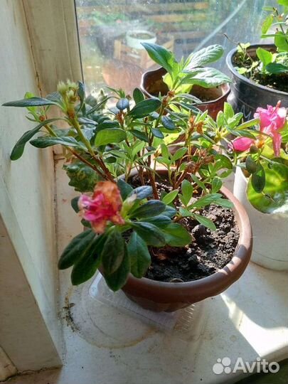 Азалия цветущая