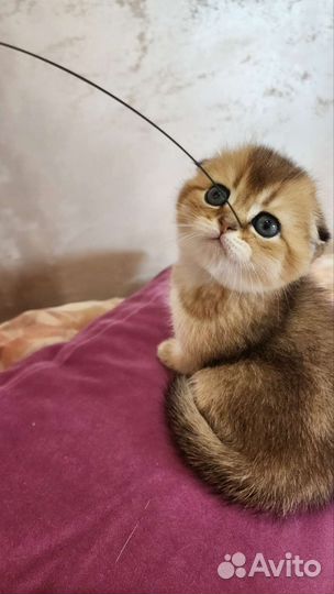Шотландские