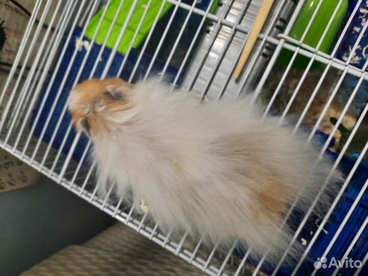 Хомяк-пробник с клеткой