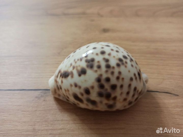 Морская раковина