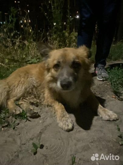 Найдена собака (мальчик)