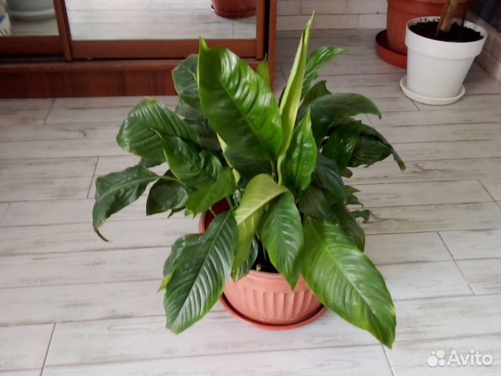 Спатифиллум цветет белыми цветами