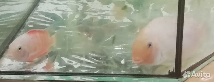 Аквариумные рыбки