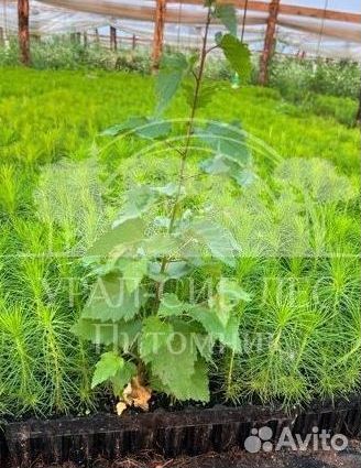 Предзаказ Лиственница Сибирская зкс сеянцы