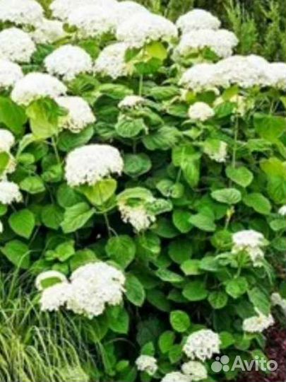 Гортензия, сезонные цветы срезка