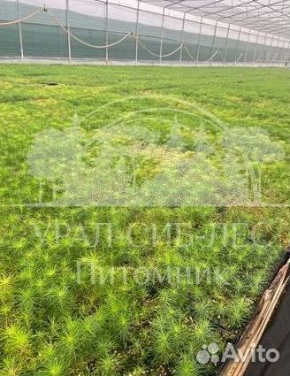 Сеянцы Лиственницы Сибирской с зкс