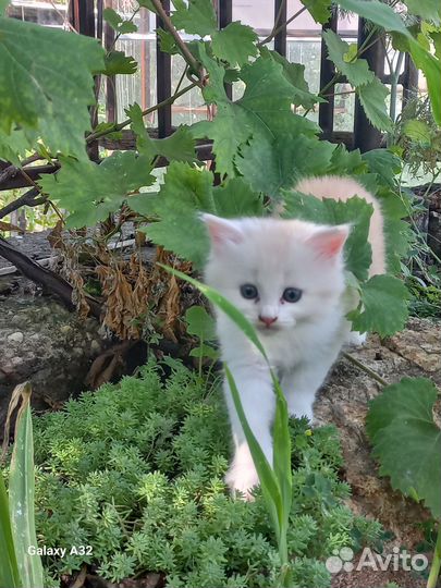 Котята в добрые руки. Трикомочка счастья)