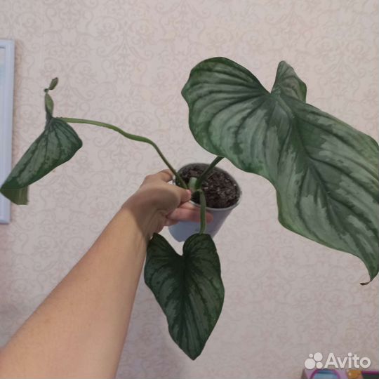 Филодендрон мамей