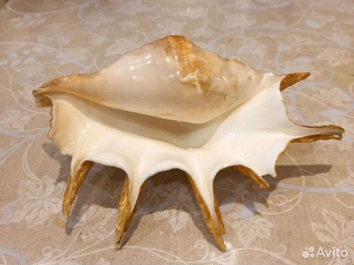 Ракушки для аквариума