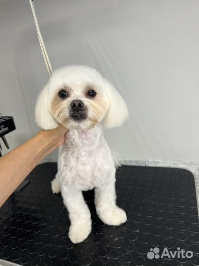 Обучение грумингу