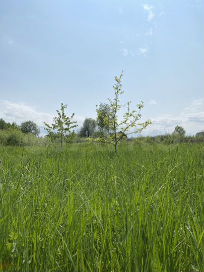 Участок 25 сот. (ИЖС)