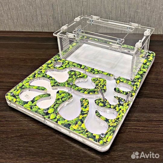 Муравьиная ферма. Муравьи