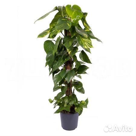 Растения для офиса и дома