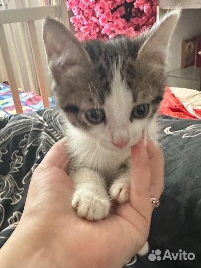 Котенок в добрые руки