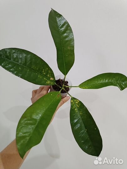 Кротон Миссис Айстон