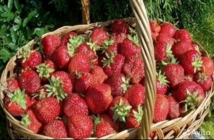 Клубника Маршал, Максим, Гигантела