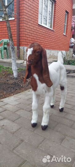 Продам шикарных козлят камори/шами