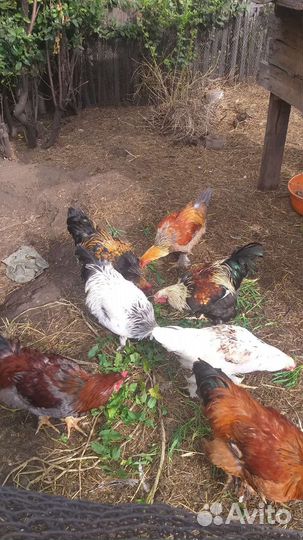 Петухи брама и куры брам,помесь брама