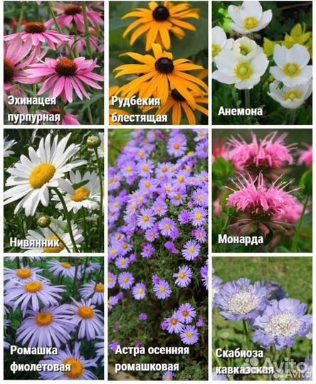 Цветы садовые