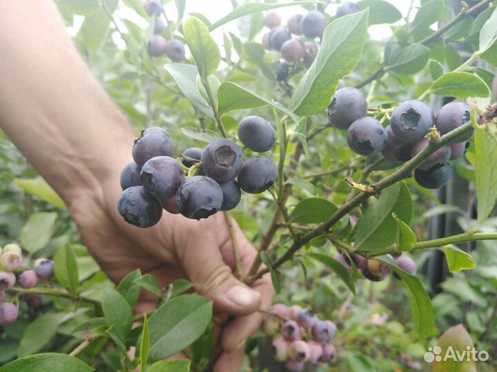 Саженцы плодовых декоративных и хвойных растений