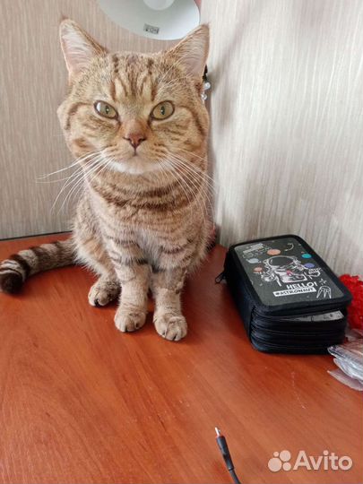 Шотландский кот вязка
