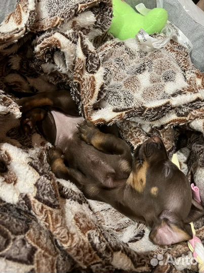 Передержка животных