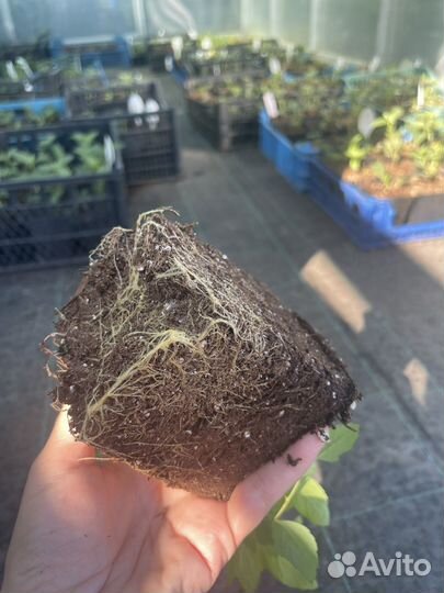 Укорененные черенки декоративных кустарников