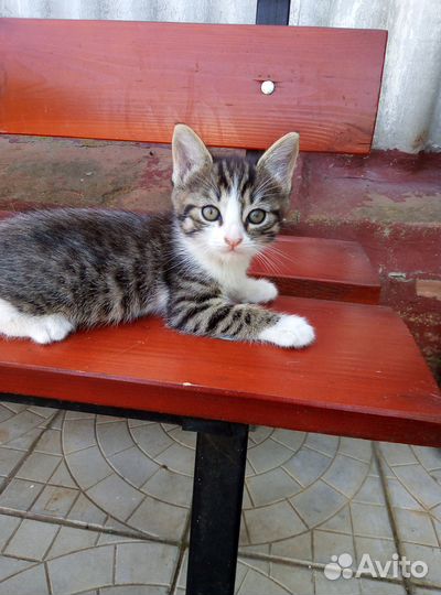 Две малышки в добрые руки